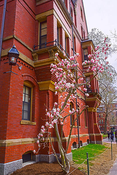 Cambridge, United States - April 29, 2015: Magnolia tree blooming at Harvard Computer Society Building in Harvard Yard of Harvard University in Cambridge, Massachusetts, MA, USA. People in the yard.