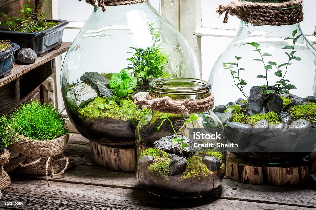 Beautiful jar with live forest with self ecosystem Terrarium Stock Photo