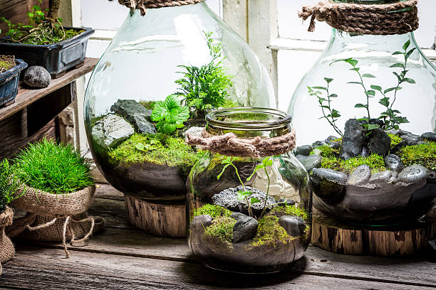 Beautiful jar with live forest with self ecosystem Beautiful jar with live forest with self ecosystem terrarium stock pictures, royalty-free photos & images