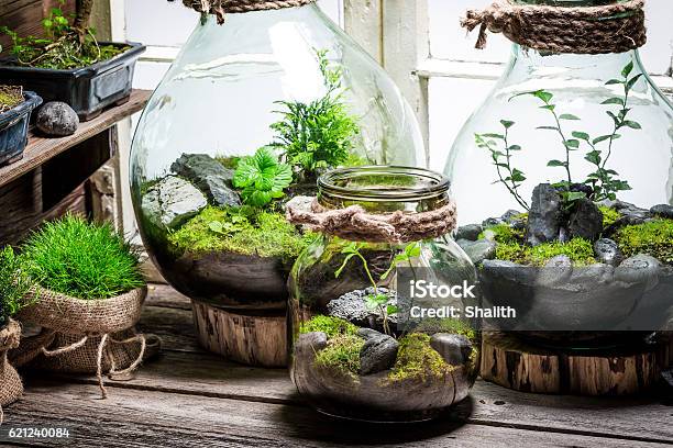 Beautiful Jar With Live Forest With Self Ecosystem Stock Photo - Download Image Now - Terrarium, Jar, Plant