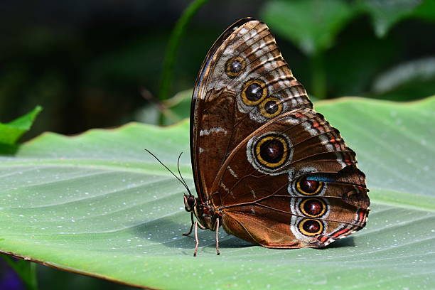 bleu morpho butterfly - blue silk morpho butterfly photos et images de collection