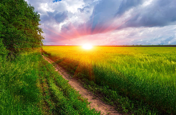 istock road along the field with wheat,, beautiful clouds at suns 621242168