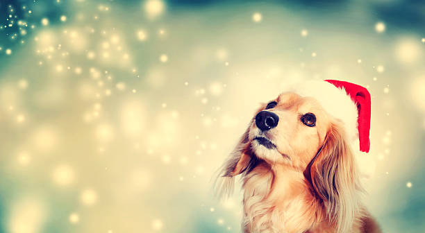 dackel hund trägt santa hut - christmas dachshund dog pets stock-fotos und bilder