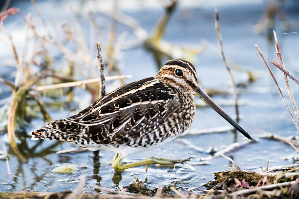 Wilson's Snipe Walking Left A Wilson’s Snipe (Gallinago delicata)on the shore of a pond at the San Jacinto Wildlife Refuge in Southern California.  Snipes are small to medium-sized sandpipers clad in cryptic plumage that live in bogs, marshes, and grassy areas.  The Wilson’s snipe ranges throughout North America, breeding from the northern United States through northern Alaska and Canada and wintering from the mid United States south to northern South America. charadriiformes stock pictures, royalty-free photos & images