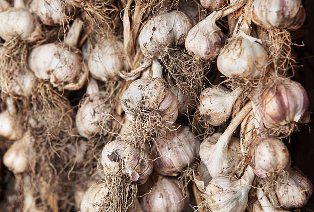 istock harvest of garlic 621244124