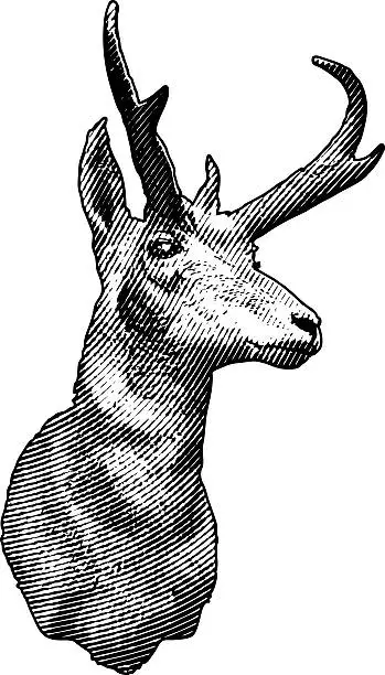 Vector illustration of Mounted Pronghorn Antelope Head