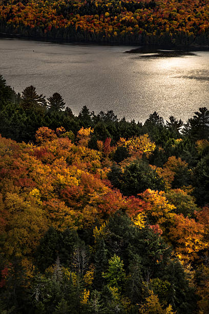 istock Peaceful landscape on a lake in Ontario Canada Algonquin Park 621245008