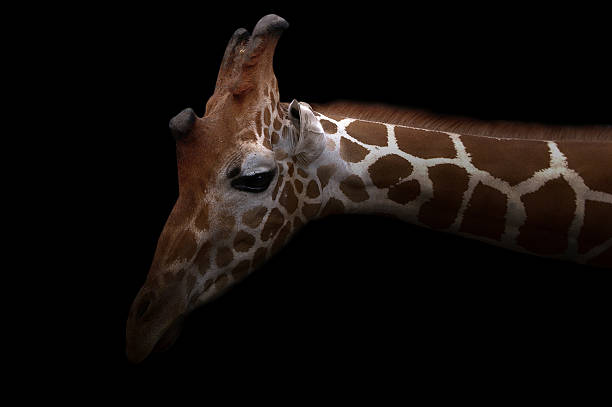 istock giraffe hiding in the dark 621245624