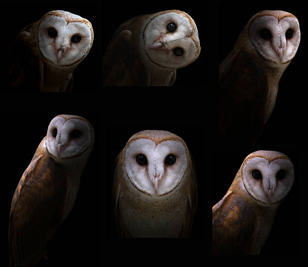sowa stodoła w ciemności - owl endangered species barn night zdjęcia i obrazy z banku zdjęć