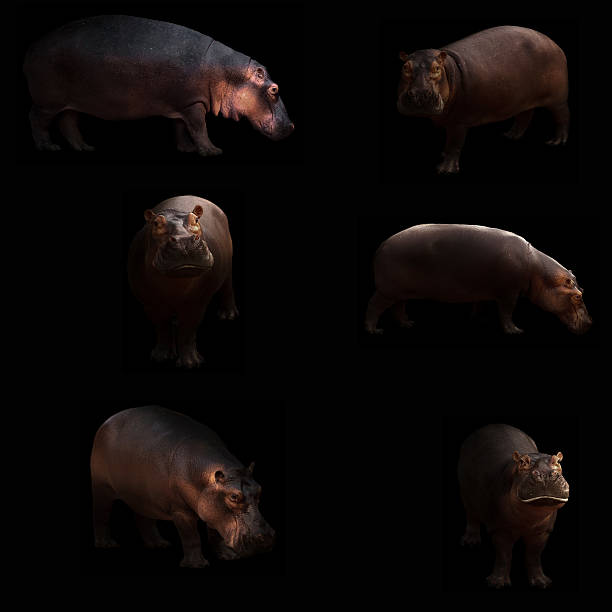 istock hippopotamus hiding in the dark 621245800