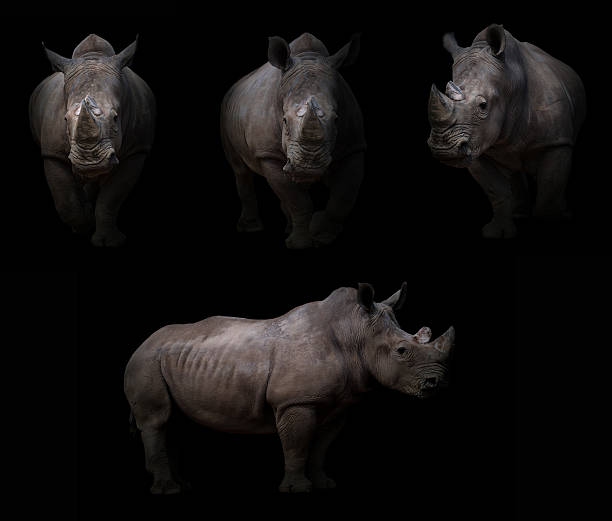 istock rhinoceros hiding in the dark 621245842