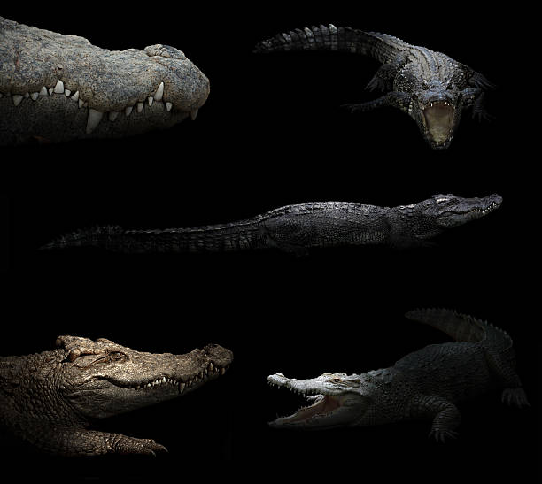 istock crocodile hiding in the dark 621245914