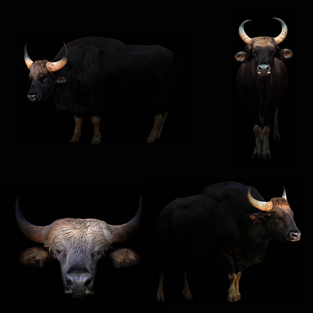 istock gaur hiding in the dark 621245930