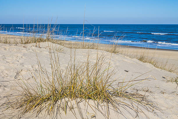 istock Grass on Sandbridge Beach in Virginia Beach, Virginia 621246164