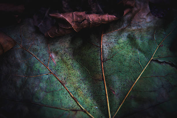 foglie autunnali da vicino - leaf autumn macro leaf vein foto e immagini stock