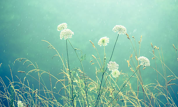 White Wildflowers in a Gentle Rain stock photo
