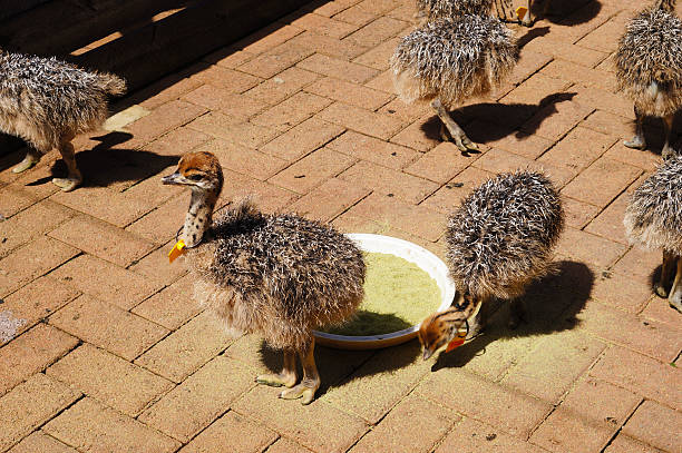 poussins d’autruche au cap, afrique du sud - young bird beak feather ostrich photos et images de collection