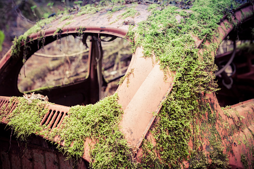 Vintage vehicle abandoned in the forest with moss growning on it.