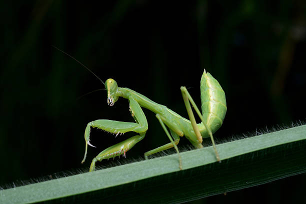 istock Beautiful young Praying Mantis - Mantis religiosa 621248362