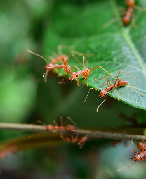 istock Close up of red ant on plant 621248470