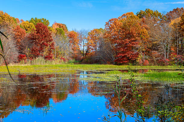istock Pond in autumn, yellow leaves, reflection 621248798