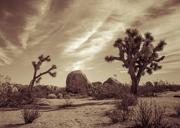 joshua tree landscape série 2 - coachella southern california california southwest usa photos et images de collection