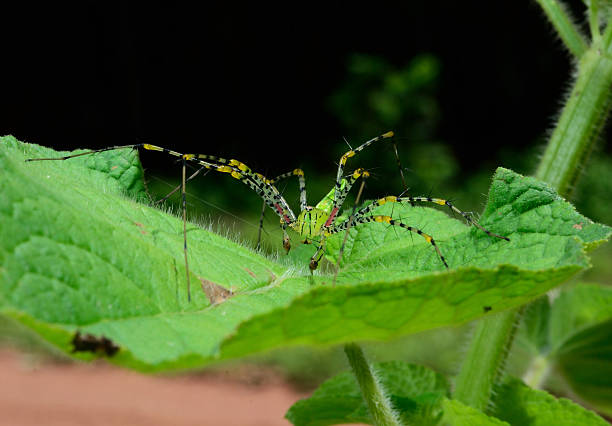 istock Beautiful Green spider on a green leaf 621249424