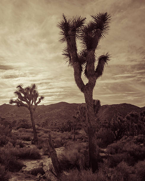 joshua tree landscape série 7 - coachella southern california california southwest usa photos et images de collection