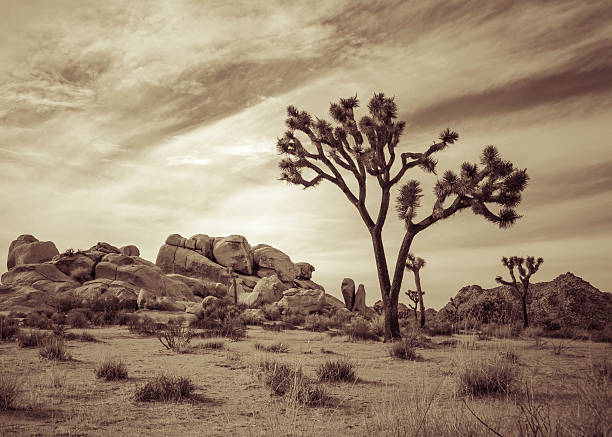 джошуа дерево пейзаж серия 8 - coachella southern california california southwest usa стоковые фото и изображения
