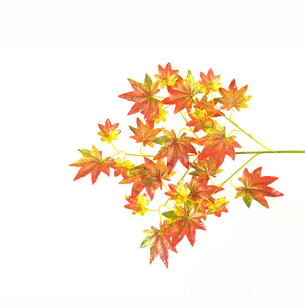 istock Autumn Leaves isolated on white 621250110