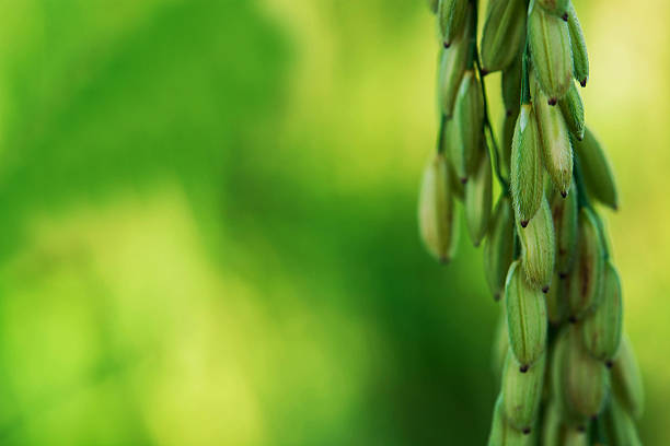 istock beautiful green ear of rice 621250220