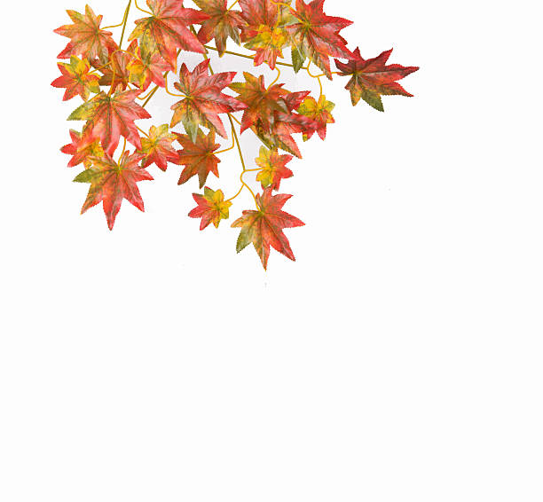istock Autumn Leaves isolated on white 621250226