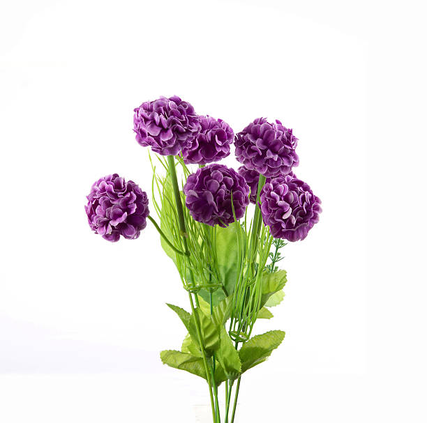 istock Dahlia Flowers Isolated 621250260
