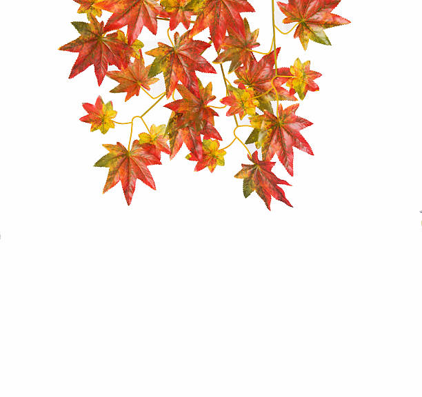 istock Autumn Leaves isolated on white 621250330
