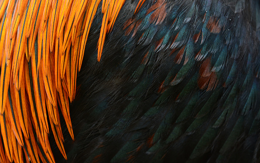 bird or chicken feather background