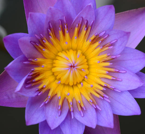 istock Lotus flower close-up 621250832
