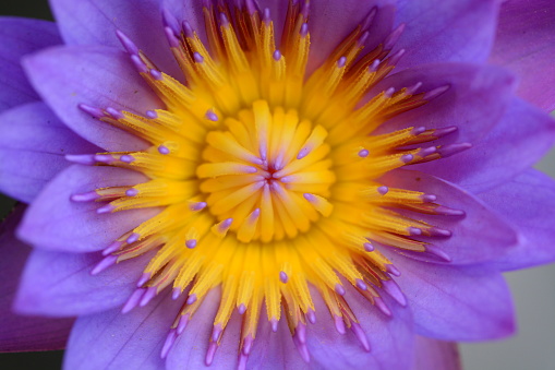 Lotus flower close-up