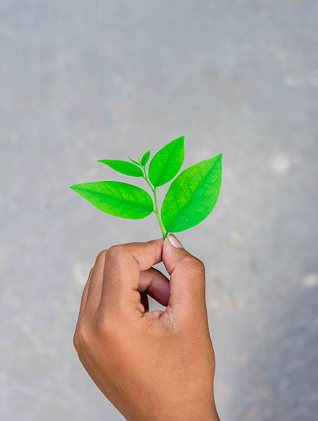 istock Green leaf on hand, safe the world concept 621251020