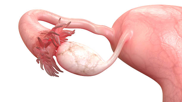 Female Reproductive System (Ovary Anatomy) 3D Illustration of Female Reproductive System (Ovary Anatomy) fallopian tube stock pictures, royalty-free photos & images