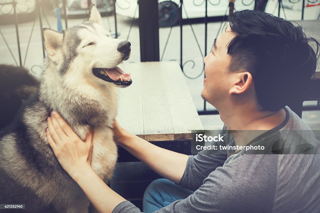 Young male dog owner playing happy Husky Siberian pet Young Asian male dog owner playing and touching the happy Husky Siberian dog pet with love and care. Chinese Ethnicity Stock Photo