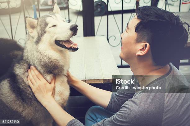 Young Male Dog Owner Playing Happy Husky Siberian Pet Stock Photo - Download Image Now
