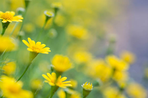 istock beautiful vintage flowers soft focus background 621253694
