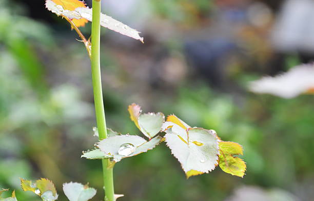 istock drop of water on rose leaf in garden 621254114