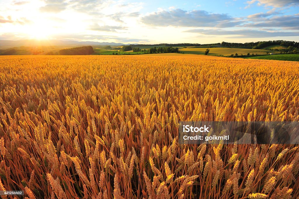 Gelbe Weizenfelder bei Sonnenuntergang - Lizenzfrei Weizen Stock-Foto