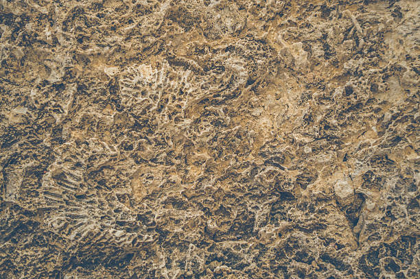 istock Texture of old stone. Fossilized coral reef 621255076