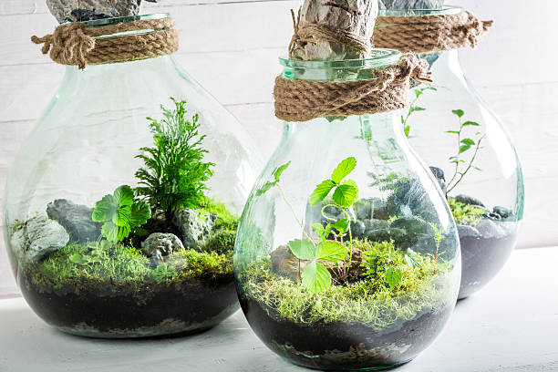 istock Stunning live plants in a jar with self ecosystem 621255328