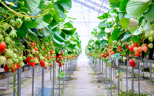 rows of strawberry in  farm 