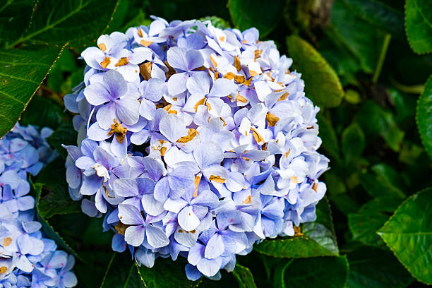 fleur d’hortensia violet vif dans le jardin - hydrangea gardening blue ornamental garden photos et images de collection