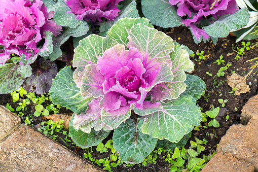 Cabbage bloom purple green in farm cultivated
