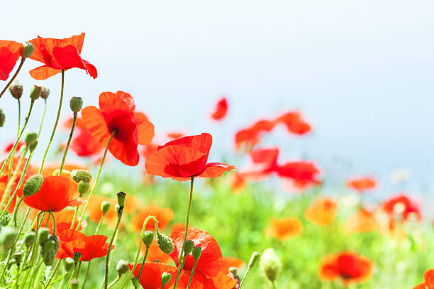 istock Red poppy flowers in a field. 621258912